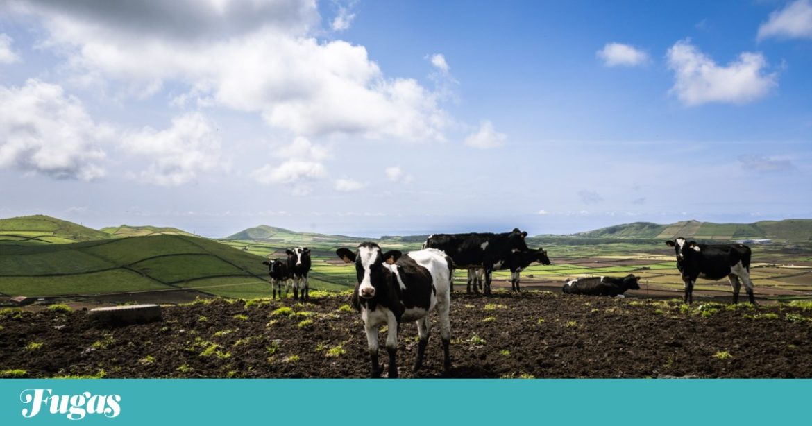 Agricultores da Terceira abrem explorações aos turistas: é a Rota do Leite e do Queijo